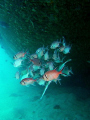   Trumpetfish pretending be snapper  